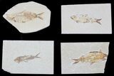 Lot: Green River Fossil Fish - Pieces #81272-1